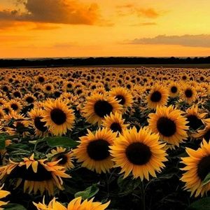 Meet your Posher, Scarlett